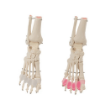 Picture of FLAMINGO FEET TOE SPREADERS